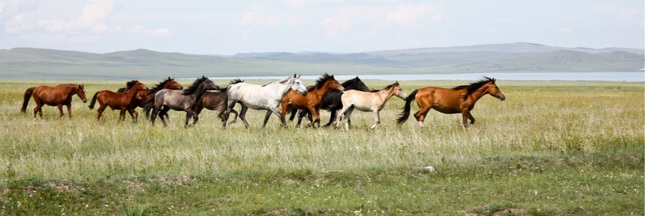 Chevaux sauvages shutterstock 336417791 ban 1